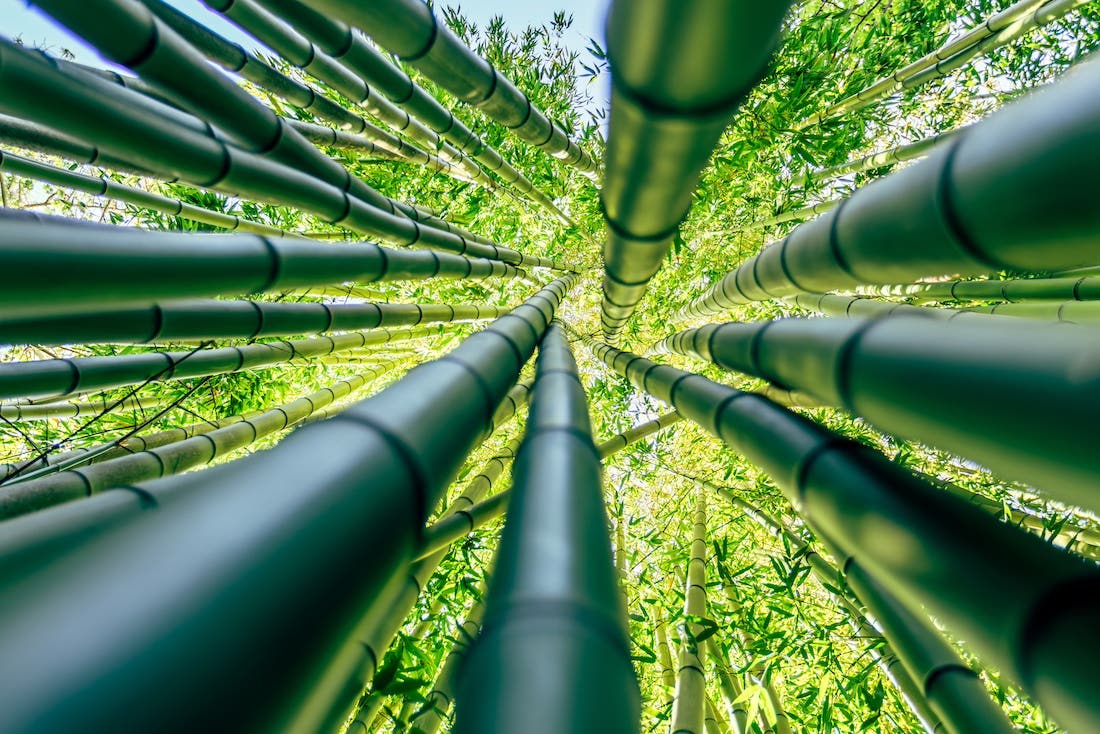 A view of a bamboo grove from the perspective of one lying on the forest floor looking up toward the canopy.